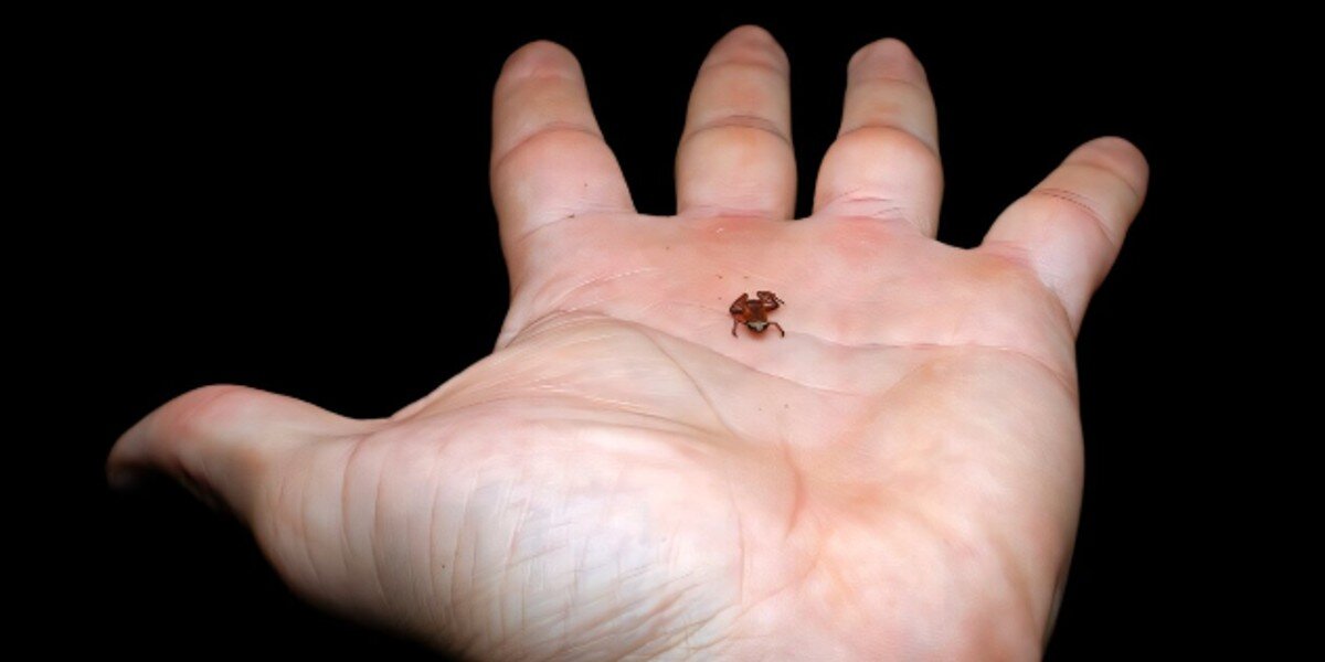 Tiny Speck On Hand Isn’t A Bug — It's An Adorable New Frog Species ...