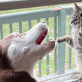 Husky Slowly Becomes Obsessed With His Kitten Brother