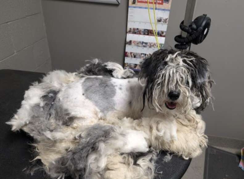 dog getting haircut 