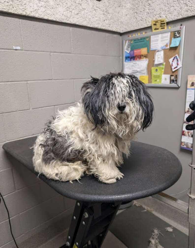 matted dog 