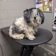 Matted Stray Turns Into The Happiest Dog After A Much-Needed Haircut