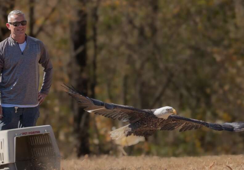 eagle flying away 