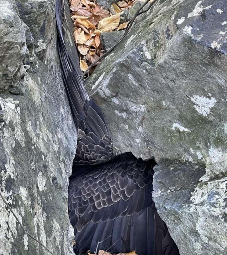 wings trapped under rock