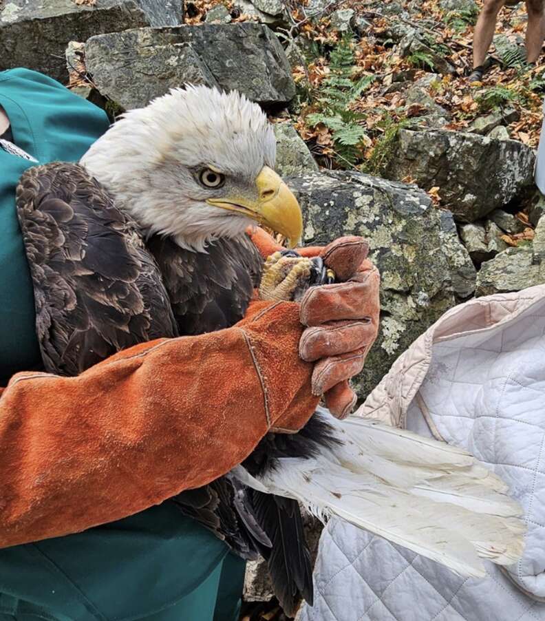 person rescuing eagle