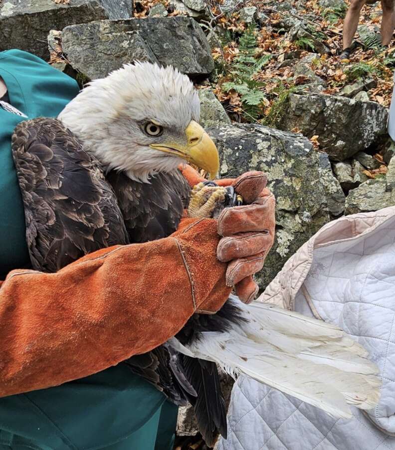 person rescuing eagle 