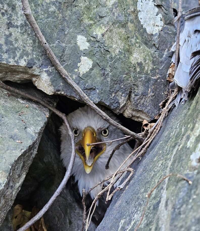 eagle stuck under rock 