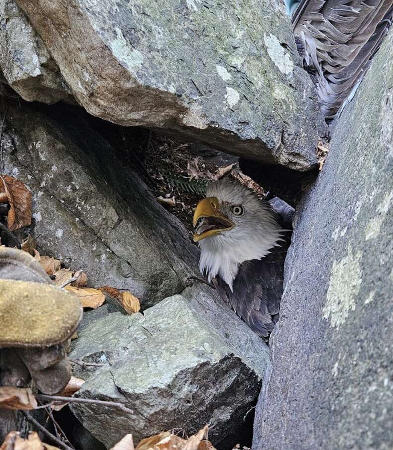 eagle trapped under rock