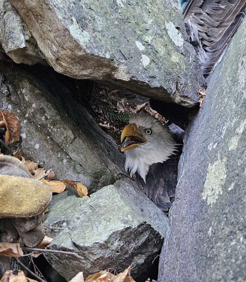 eagle trapped under rock 