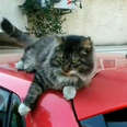 Woman Finds Same Cat Waiting On Top Of Her Car Every Morning