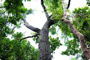 Primeval Forest National Park nassau