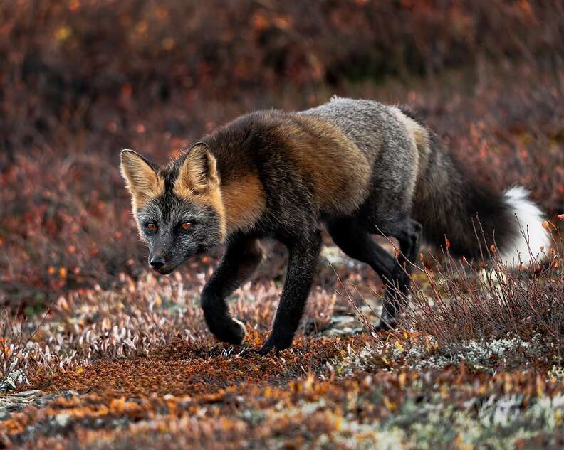 Fox Pretty Examples Beautiful Fox Pictures