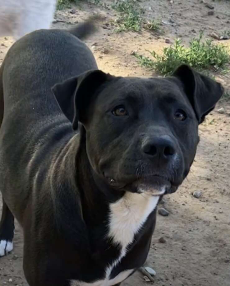 black dog