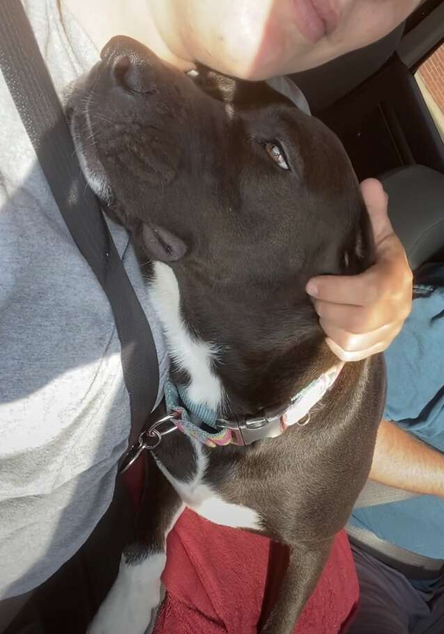 dog cuddling woman 