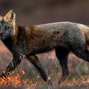 Nature Photographer Gasps When Rare Animal Gives Him A 'Human-Like' Look