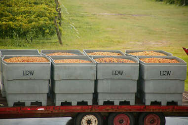 grapes at Lakeridge Winery