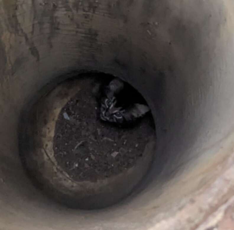 cat at bottom of pipe 