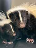 Mama Skunk Who Lost Her Babies Adopts An Orphan — Then A Miracle Happens