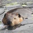 Beaver popping out of ice