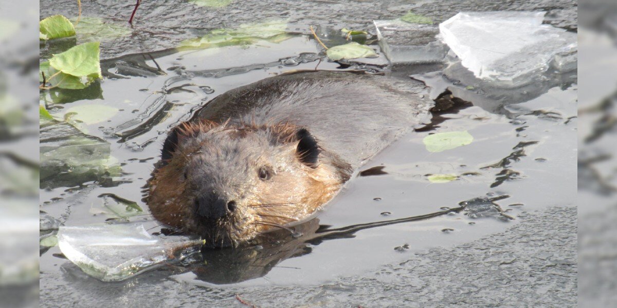 Beavers Don’t Hibernate — They Do Something Much Weirder