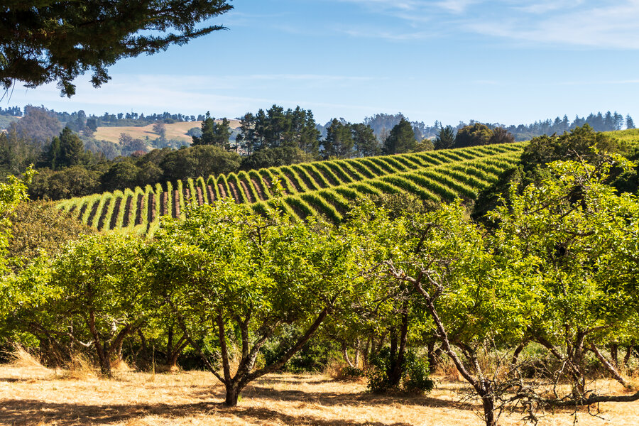 Best Things to Do in Santa Rosa, California - Wine - Thrillist
