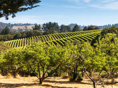 fruit trees and vineyard grapes in santa rosa, ca