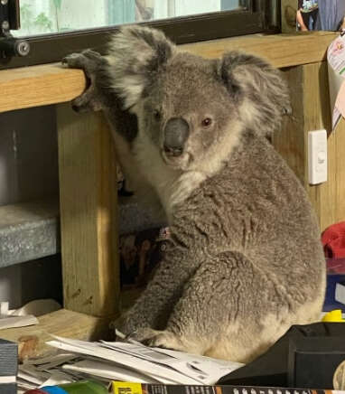 Koala in office