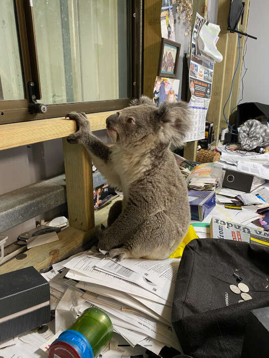 Koala in office