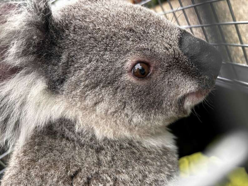 Koala face in carrier