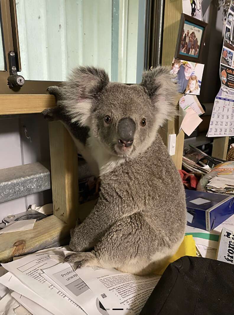 Koala in office