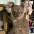 Koala in office