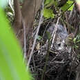 Rescuers Exploring Flooded Marsh Notice Tiny Eyes Staring Back At Them