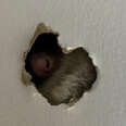 Family Notices A Hole In Their Wall — Then Spot A Little Pink Nose