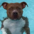 Pearl The Pittie Won't Get Out Of The Pool