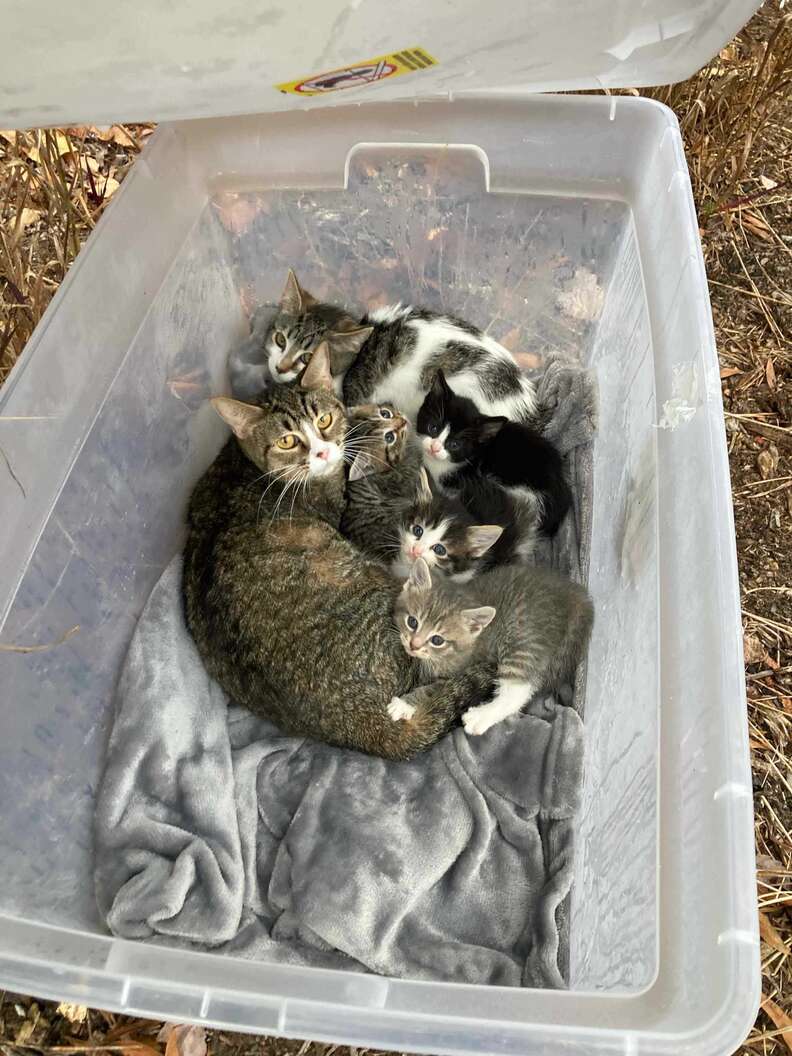 kittens in a box