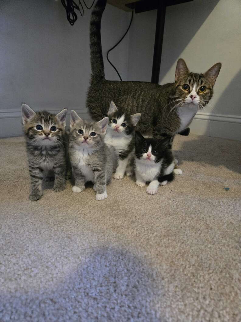 cat and kittens