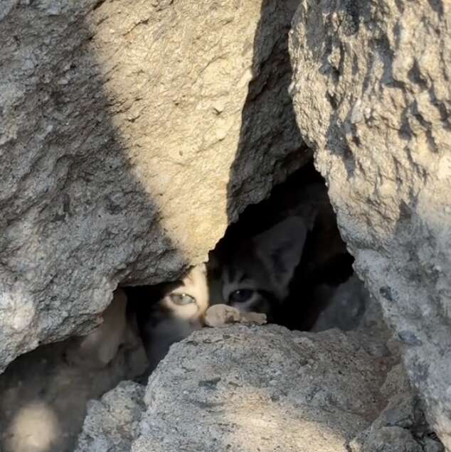 Kitten peeking through rubble pile