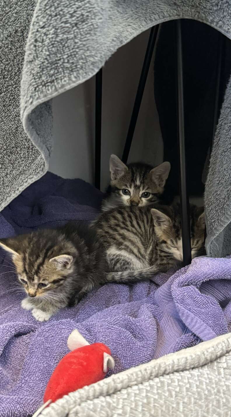 Three curled up kittens