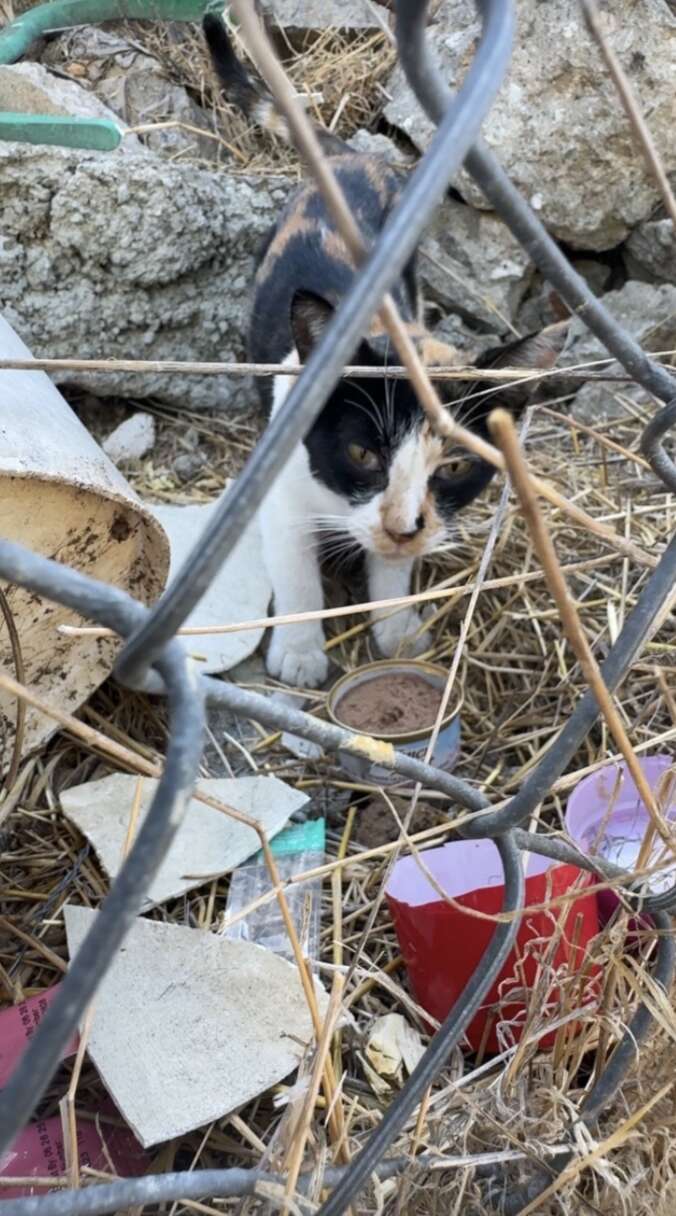 Calico cat sniffing fence