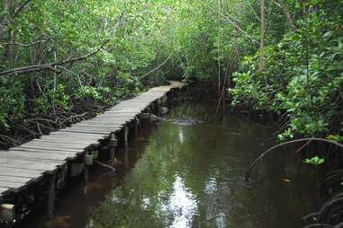 Exploring the mangrove in Jozani Forest in Tanzania
