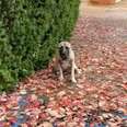 Dog Sits On The Sidewalk Crying After Her Family Drives Away Forever