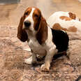 Fearful Basset Hound Finally Initiates Play With Mom And...