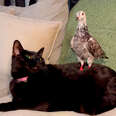 Rescue Pigeon Loves To Massage Her Cat Sisters