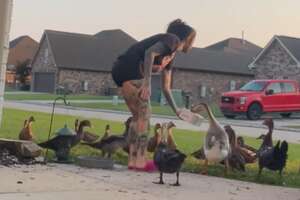 Sweet Woman Becomes Neighborhood Duck Lady