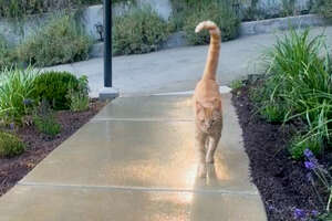 Neighborhood Cat Brings His Friends To Meet His Favorite Girl