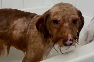 Matted Dog Is So Relieved To Get His First Bath Ever