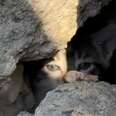 Kitten peeking out from rubble pile