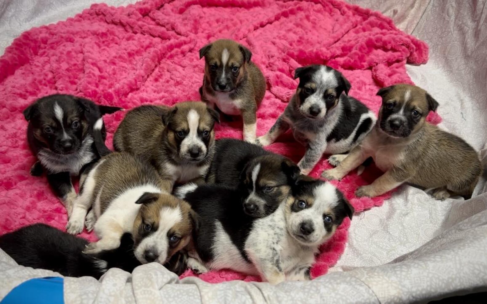 Woman Follows Dog Through The Woods And Finds Piles Of Days-Old Puppies ...