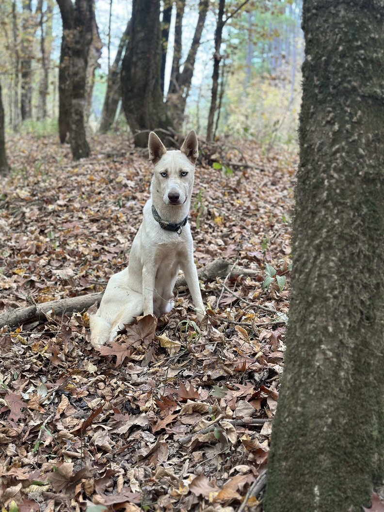 Mama dog leads rescuer to her babies