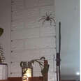 'Terrified' Woman Decides To Make Peace With Giant Spider Living In Her Home