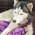 Husky Found Collapsed On Lawn Becomes The Happiest Boy